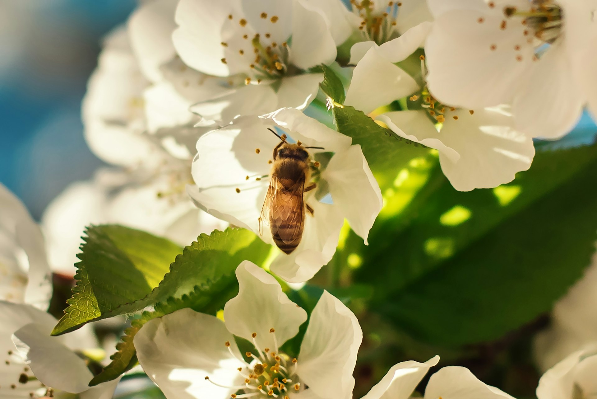 brown bee perching on white petaled flowers during daytime